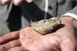 g_sea cucumber